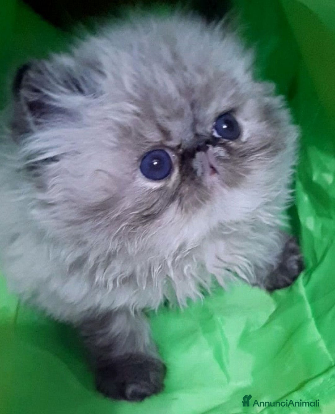 Persiano gatti in vendita: Disponibili cuccioli persiani altissima genealogia - Annuncio 8