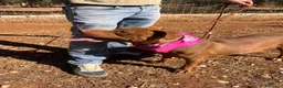 Pitbull cani in regalo: Shakira dolcissima pitbull - Annuncio 6