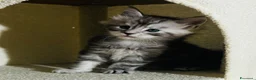 Maine Coon gatti in vendita: Maine coon con pedigree  - Annuncio 4