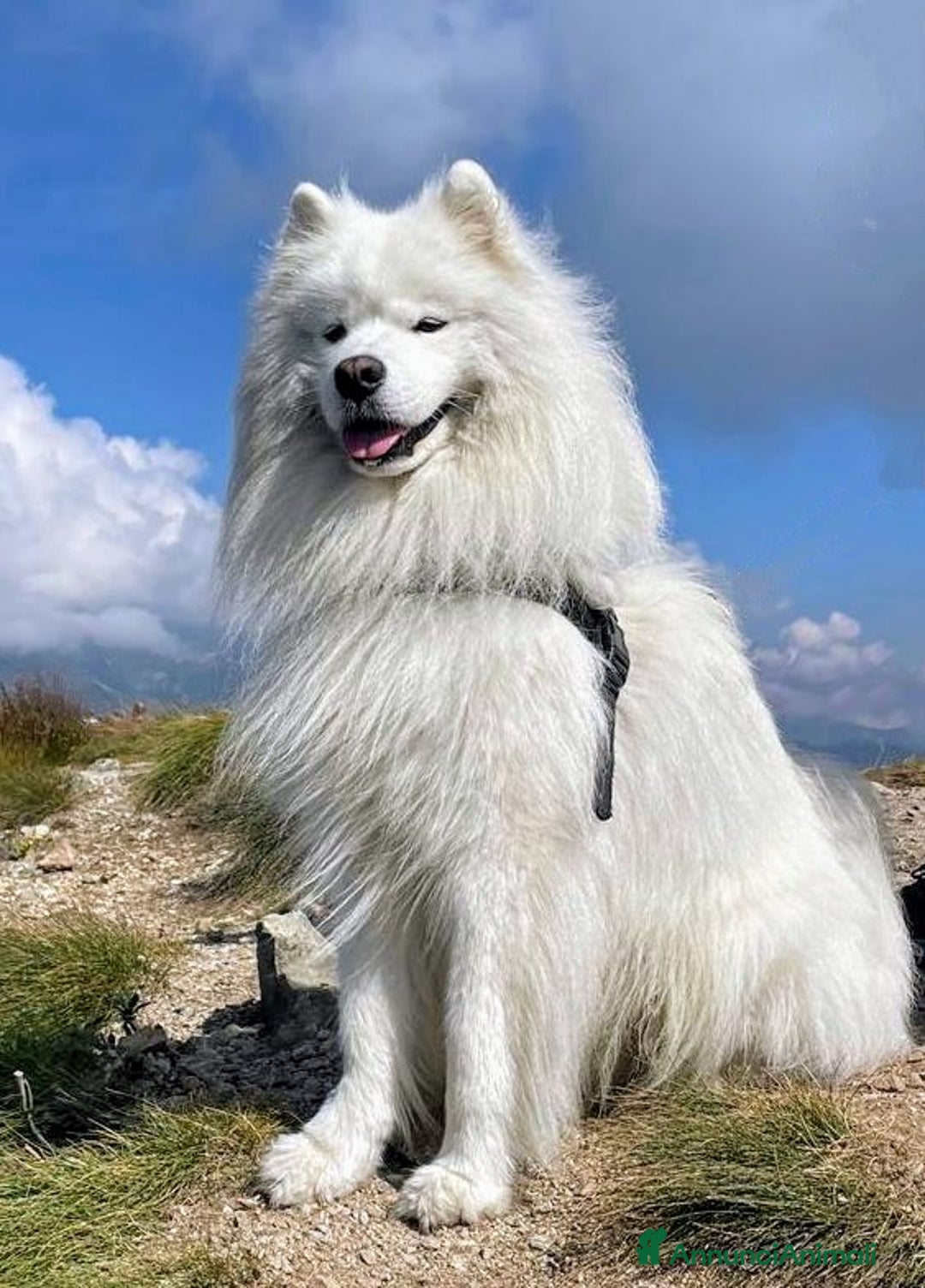 Samoiedo cani in vendita: Cuccioli di Samoiedo - Annuncio 7