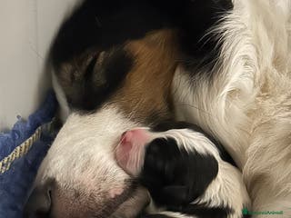 Border Collie cani Border collie - Annuncio 6