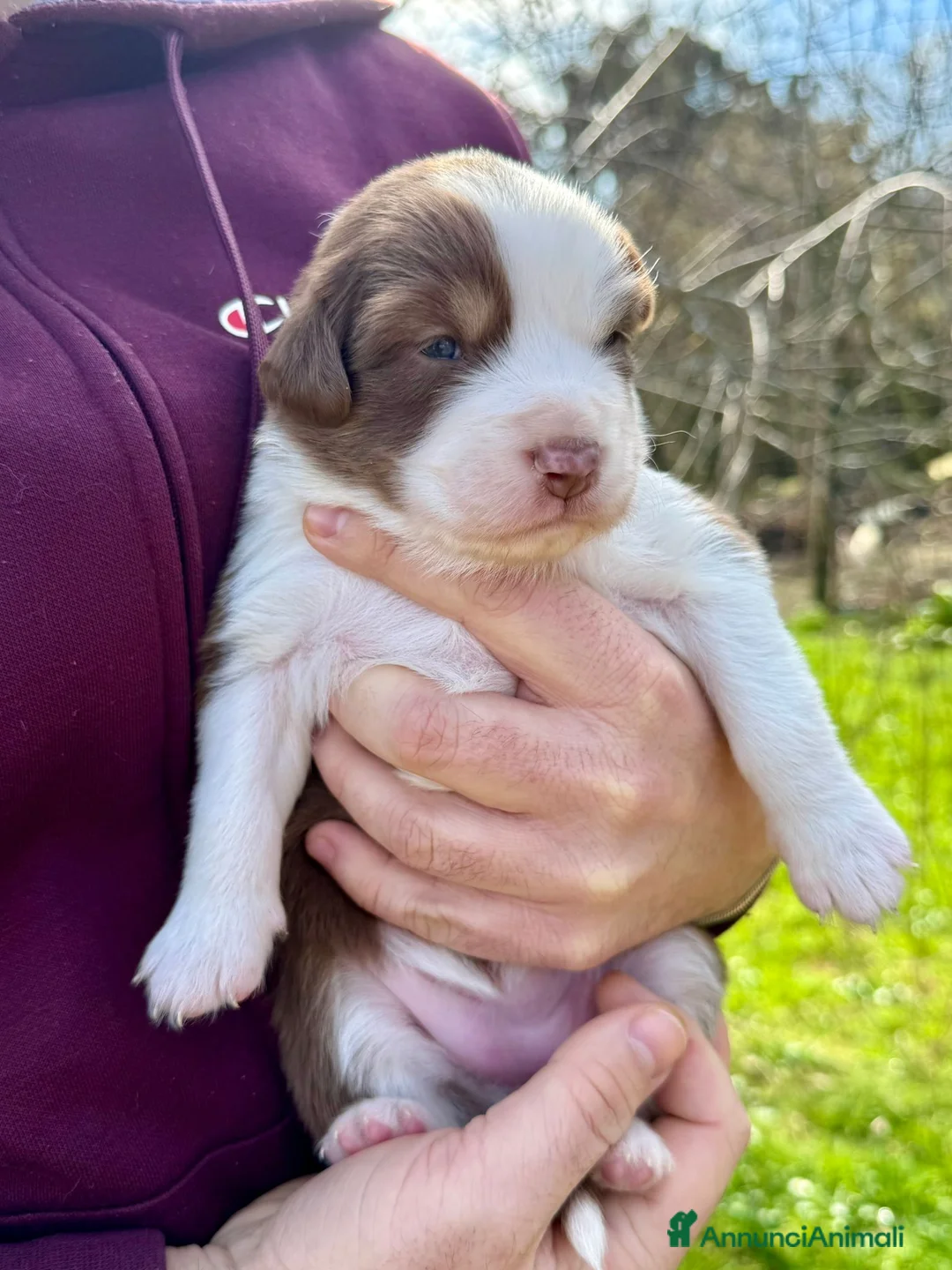 Australian Shepherd cani in vendita: Vendesi Cuccioli di Pastore Australiano  RED MERLE - Annuncio 6