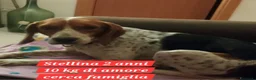 Meticcio cani in regalo: Stellina mix Beagle 2anni kg10 salvata SUD - Annuncio 2
