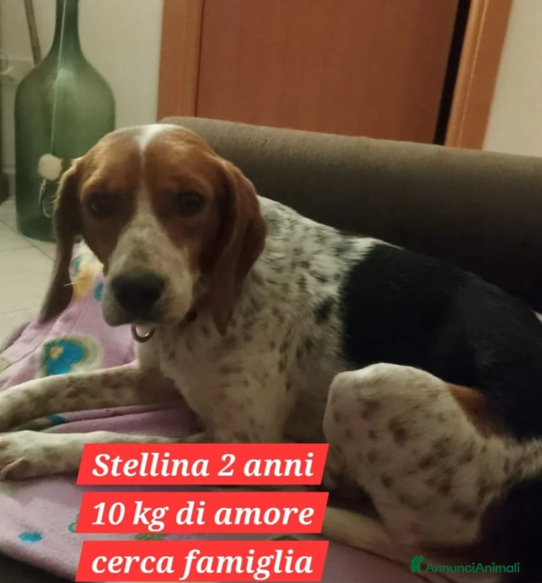 Meticcio cani in regalo: Stellina mix Beagle 2anni kg10 salvata SUD - Annuncio 2