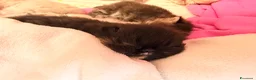 Persiano gatti in vendita: gattini persiani  - Annuncio 3