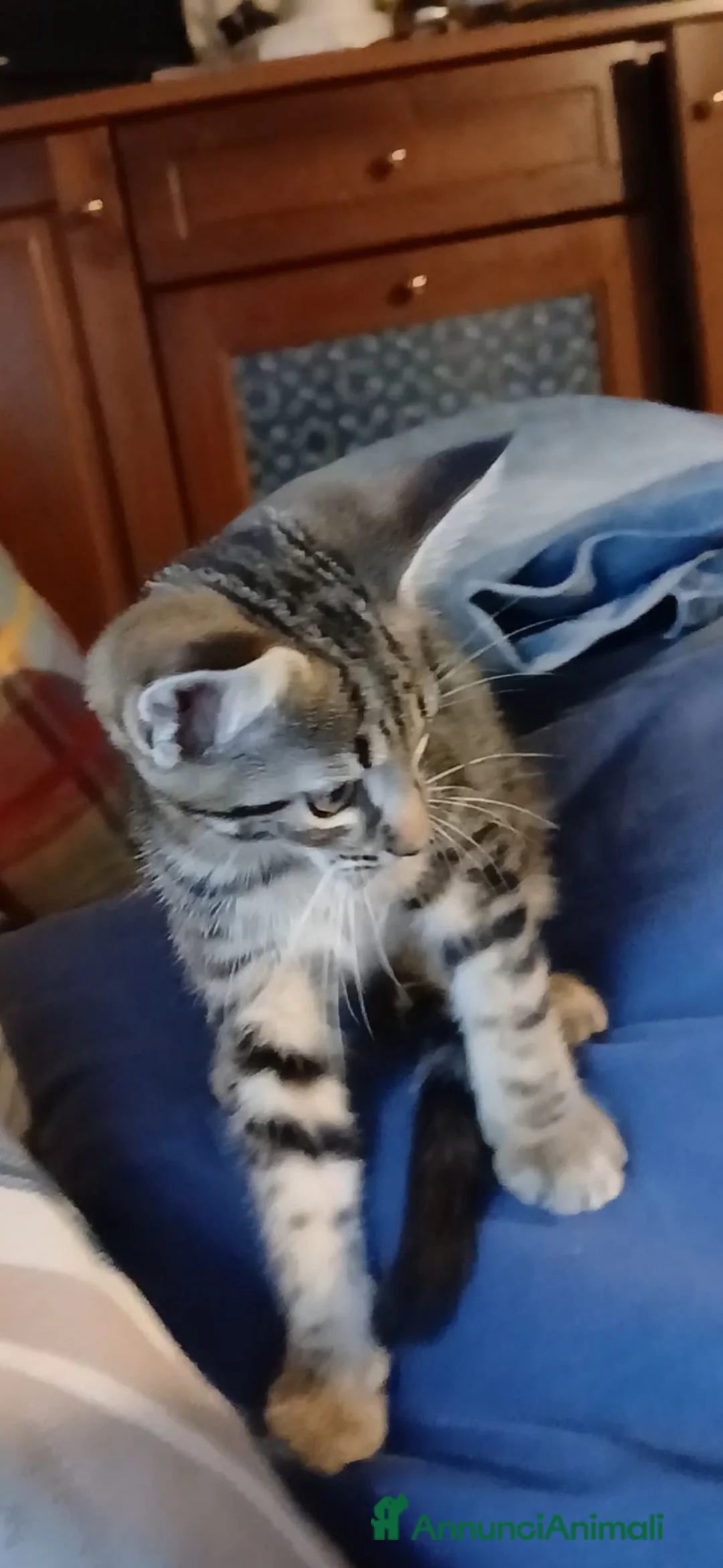 Maine Coon gatti in vendita: Cucciole simil maine coon - Annuncio 2