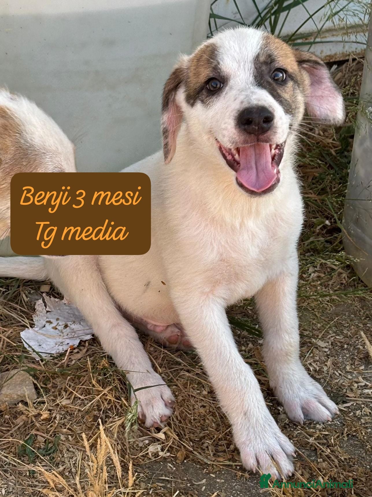 Meticcio cani Meticci dimenticati da tutti  - Annuncio 1