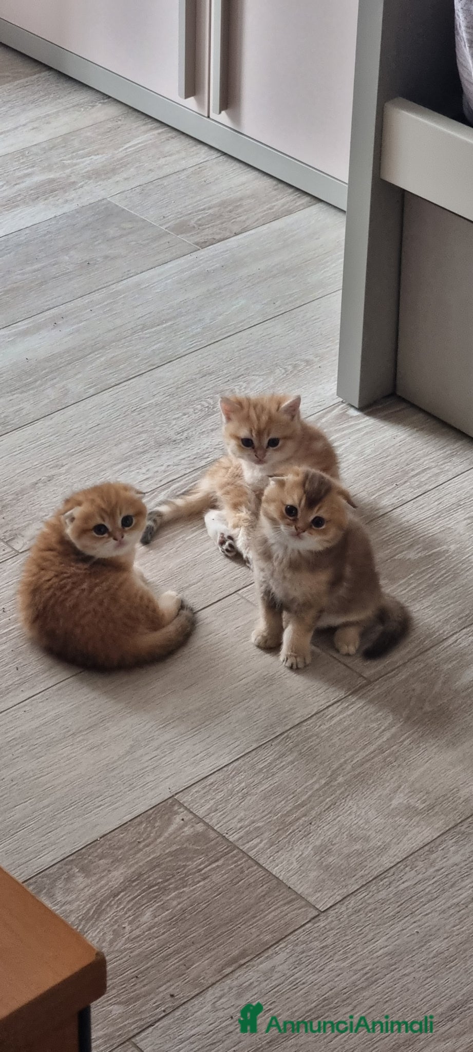 Scottish gatti in vendita: Cuccioli razza scottish a Città Metropolitana di Bologna - Annuncio 1