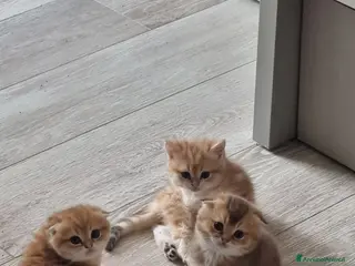 Scottish gatti Cuccioli razza scottish - Annuncio 1