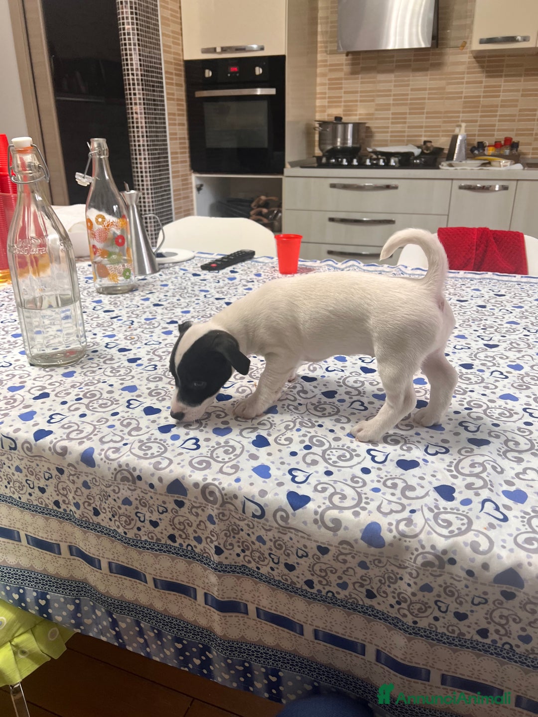 Jack Russell cani in vendita: Femmina Bianca e Nera, rarissima, unica - Annuncio 2