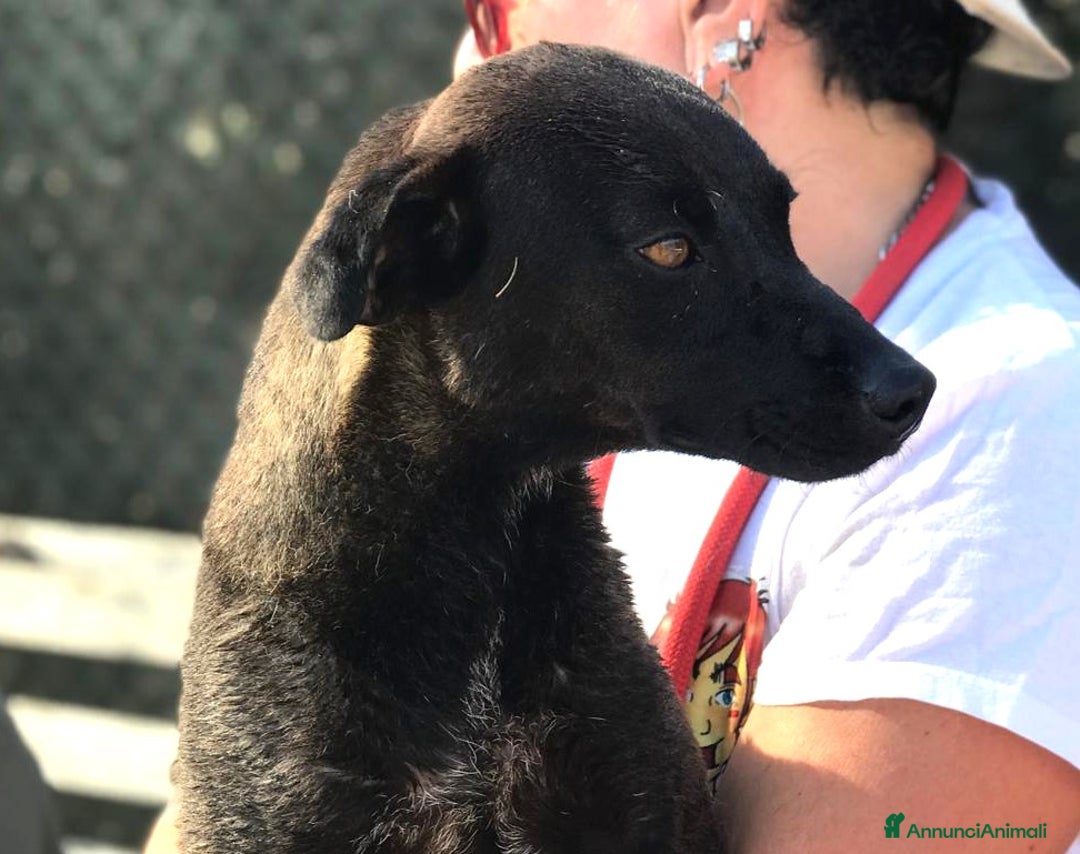 Meticcio cani in regalo: Hennè un concentrato di allegria a Provincia di Latina - Annuncio 4