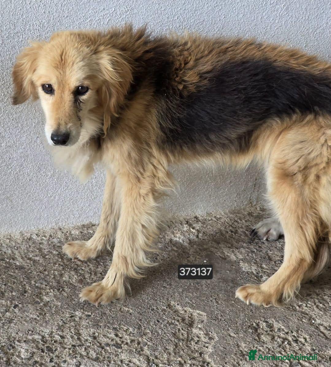 Meticcio cani Amira - Annuncio 2