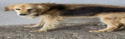 Meticcio cani in regalo: Amira - Annuncio 1