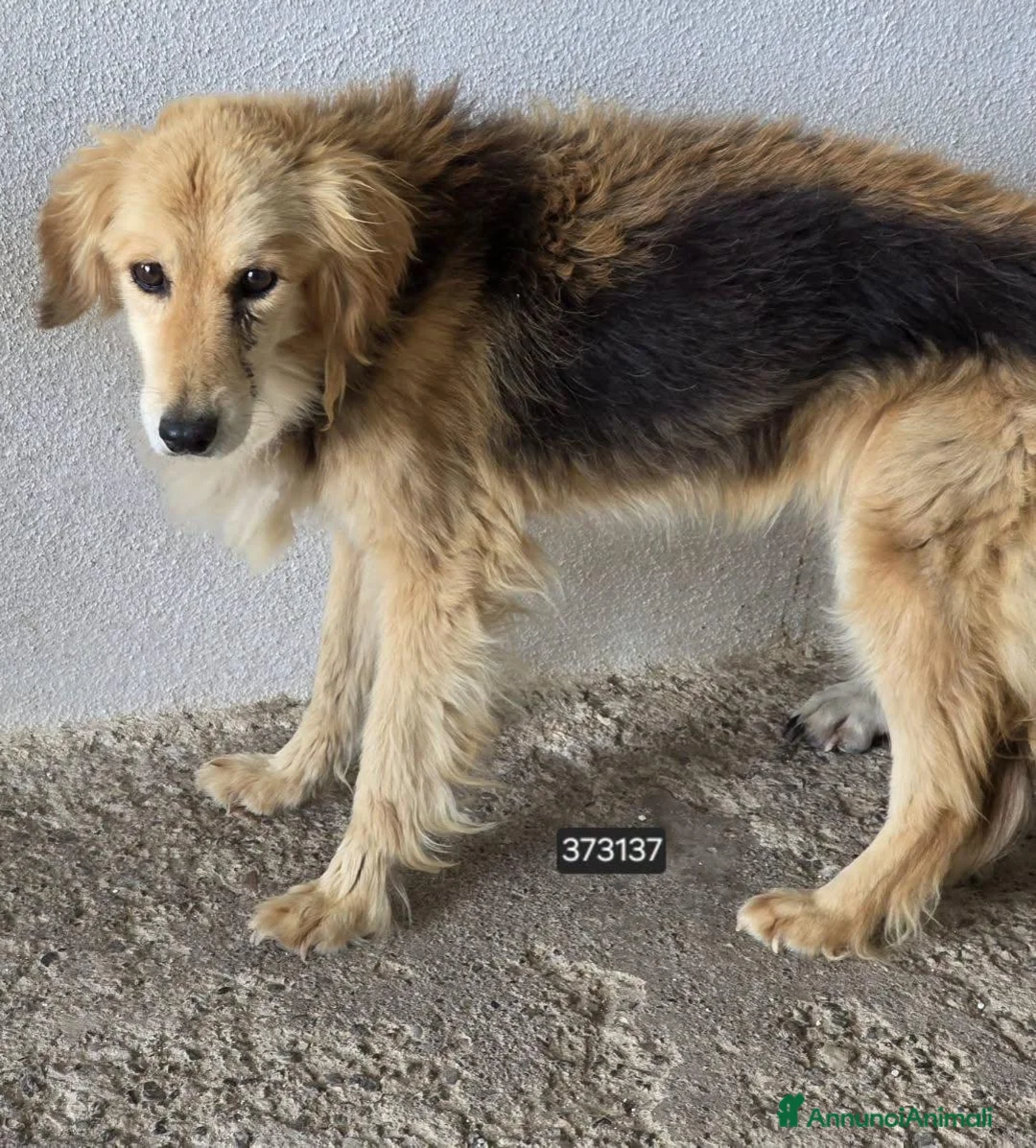 Meticcio cani in regalo: Amira - Annuncio 1