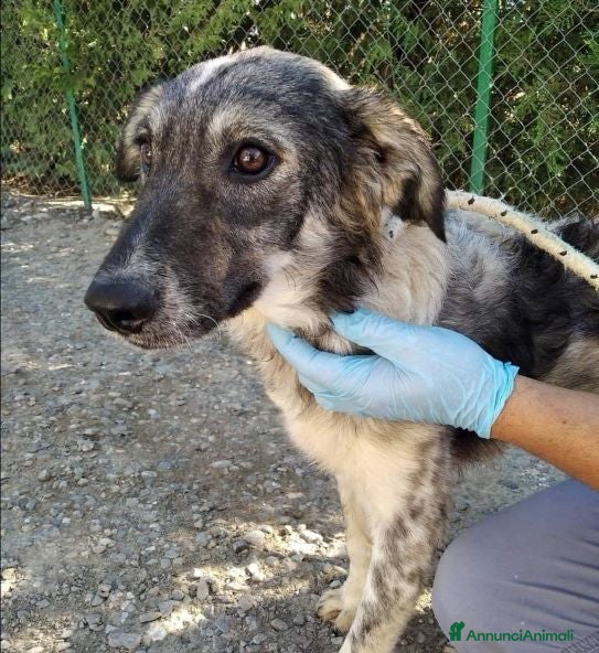 Meticcio cani LORY occhi che supplicano - Annuncio 38