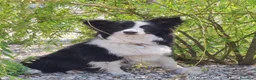 Border Collie cani in vendita: Cuccioli di Border Collie con pedigree  a Provincia autonoma di Bolzano - Alto Adige - Annuncio 11