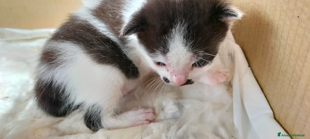 Meticcio gatti in regalo: simpatico gattino  - Annuncio 2