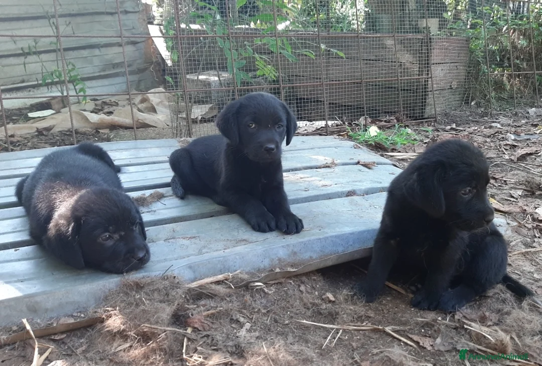 Labrador cani in vendita: Cuccioli di labrador neri - Annuncio 2