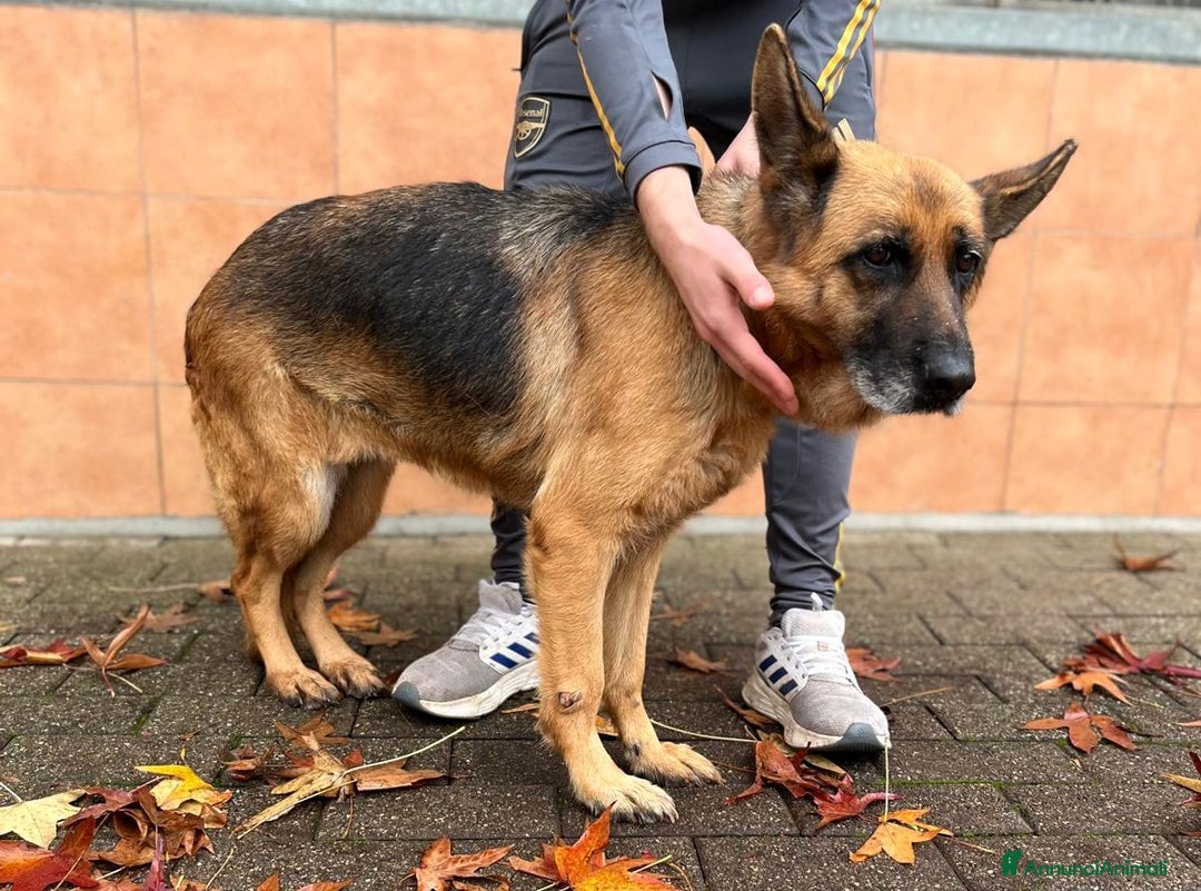 Pastore Tedesco cani in regalo: GIANNA PASTORE TEDESCO - Annuncio 6