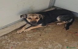 Meticcio cani in regalo: Andrea: 1anno taglia contenuta timido dolce  a Città Metropolitana di Genova - Immagine 18