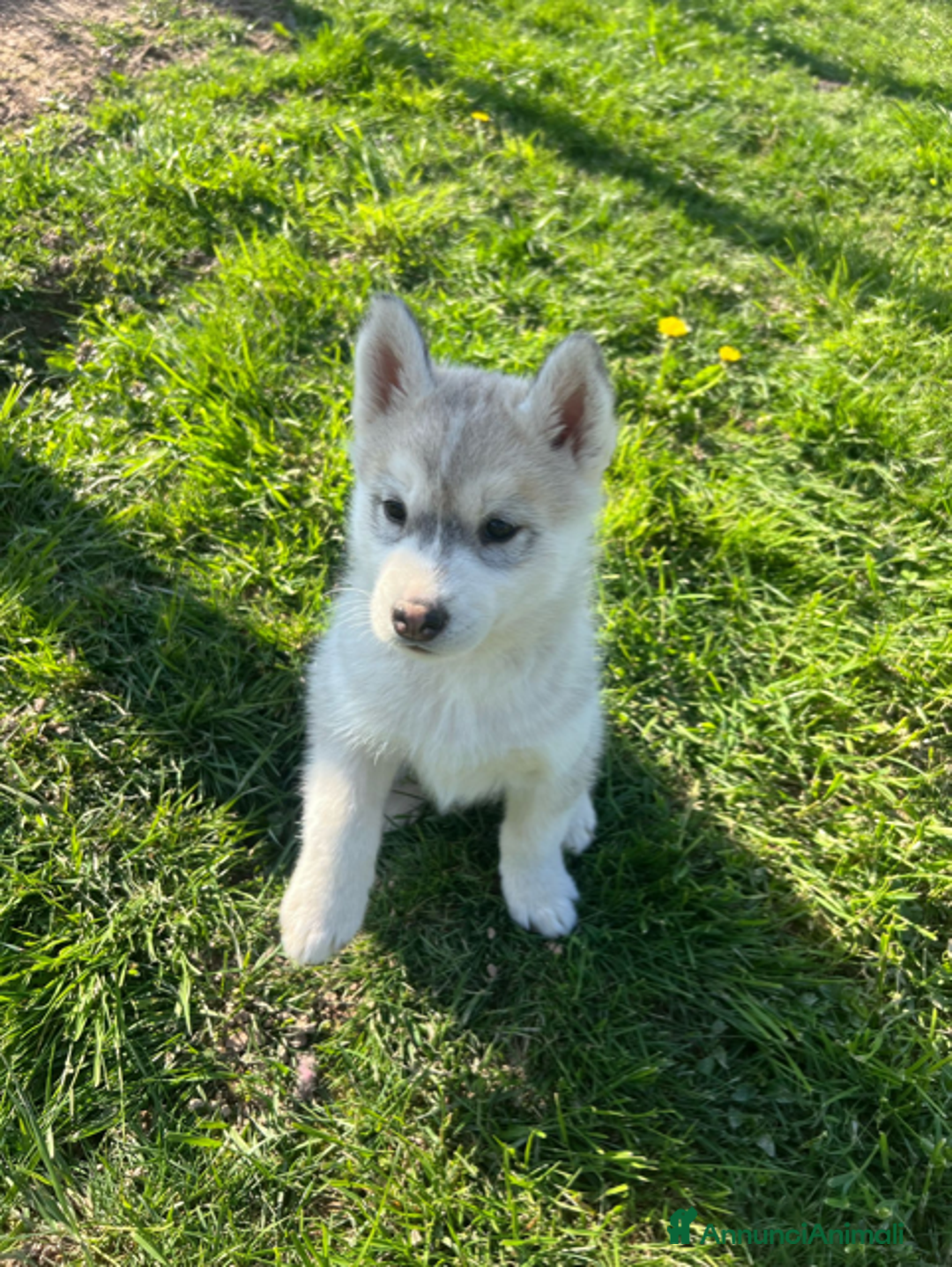 Husky cani in vendita: Bellissima cucciola di Siberian Husky a Provincia di Cuneo - Immagine 5