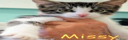 Europeo gatti in regalo:  MISSY CERCA CASA È RIMASTA SOLA - Annuncio 3