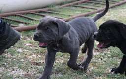 Cane Corso cani in vendita: Cuccioli di Cane Corso Selezionati - Immagine 2