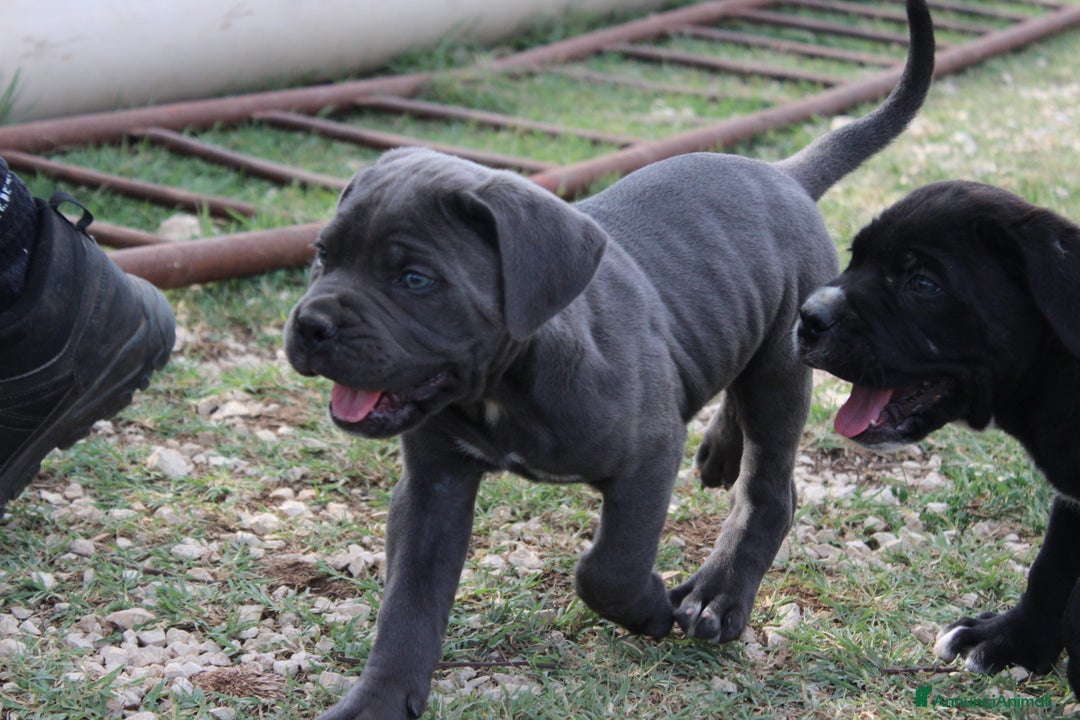 Cane Corso cani in vendita: Cuccioli di Cane Corso Selezionati - Immagine 2