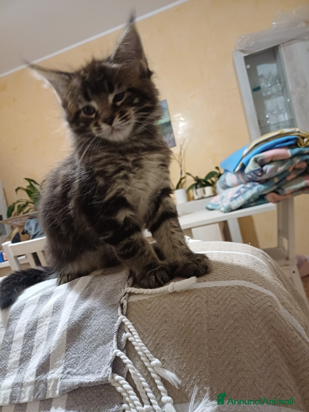 Maine Coon gatti in vendita: Cucciolo Maine coon - Annuncio 10
