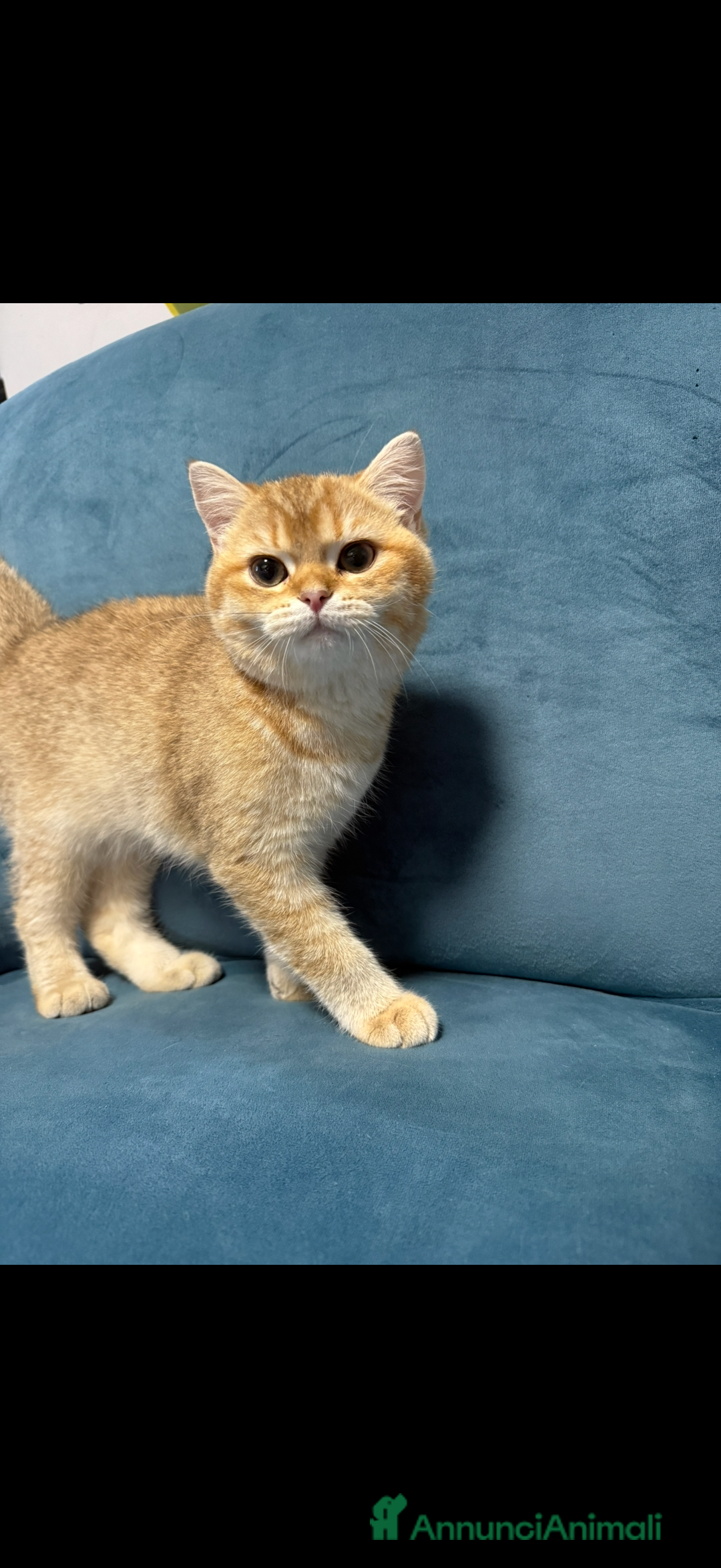 British gatti in vendita: British femmina Golden  - Annuncio 4