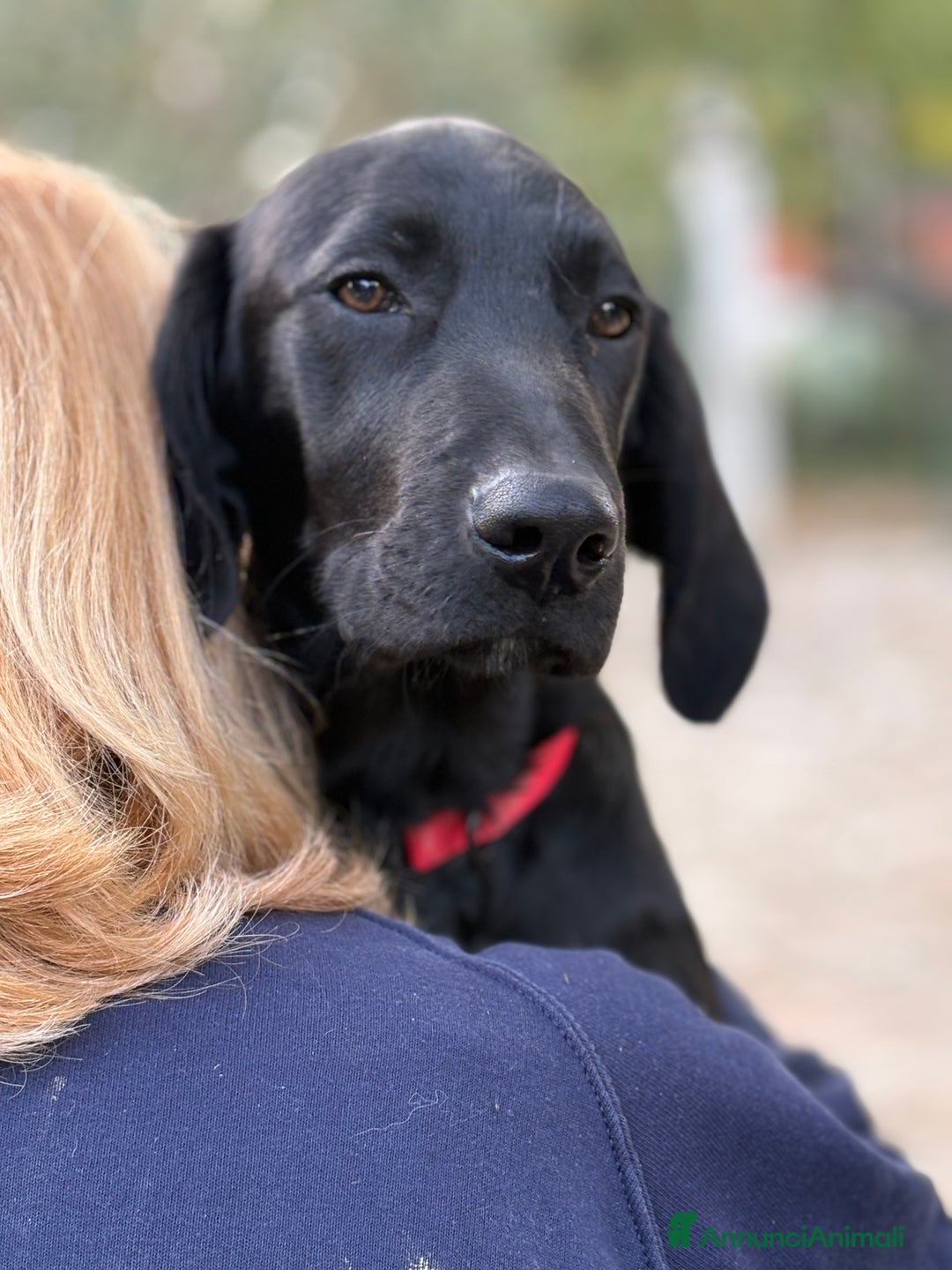 Altre razze cani in regalo: Alex e Susy cuccioli di 5 e 10 mesi cercano casa - Annuncio 9