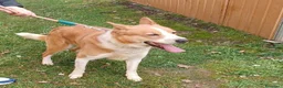Meticcio cani in regalo: CANNELLA bella e brava! a Provincia di Lucca - Annuncio 6