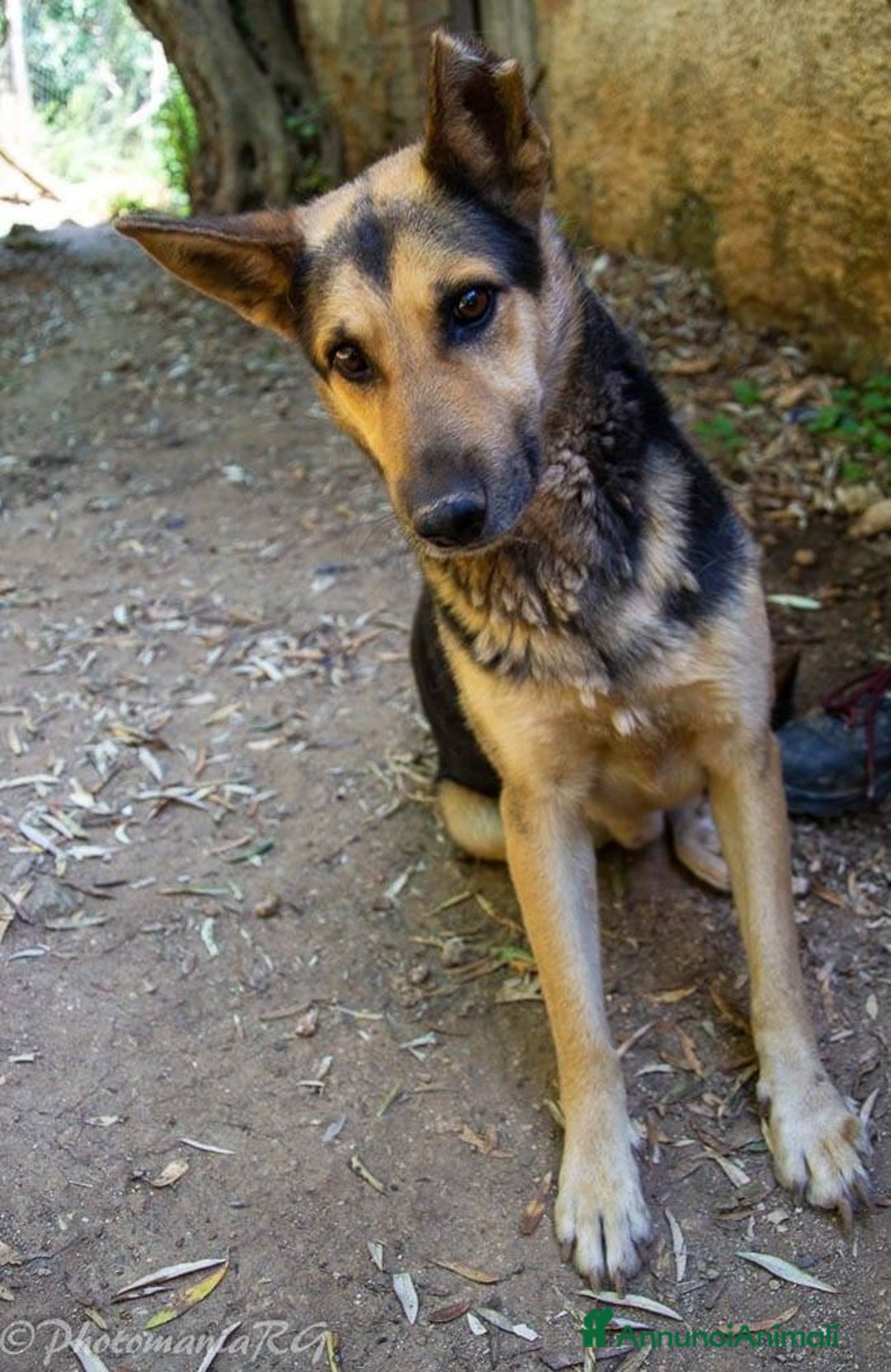 Meticcio cani in regalo: REX affettuoso simpatico nonnino 23 kg - Annuncio 7