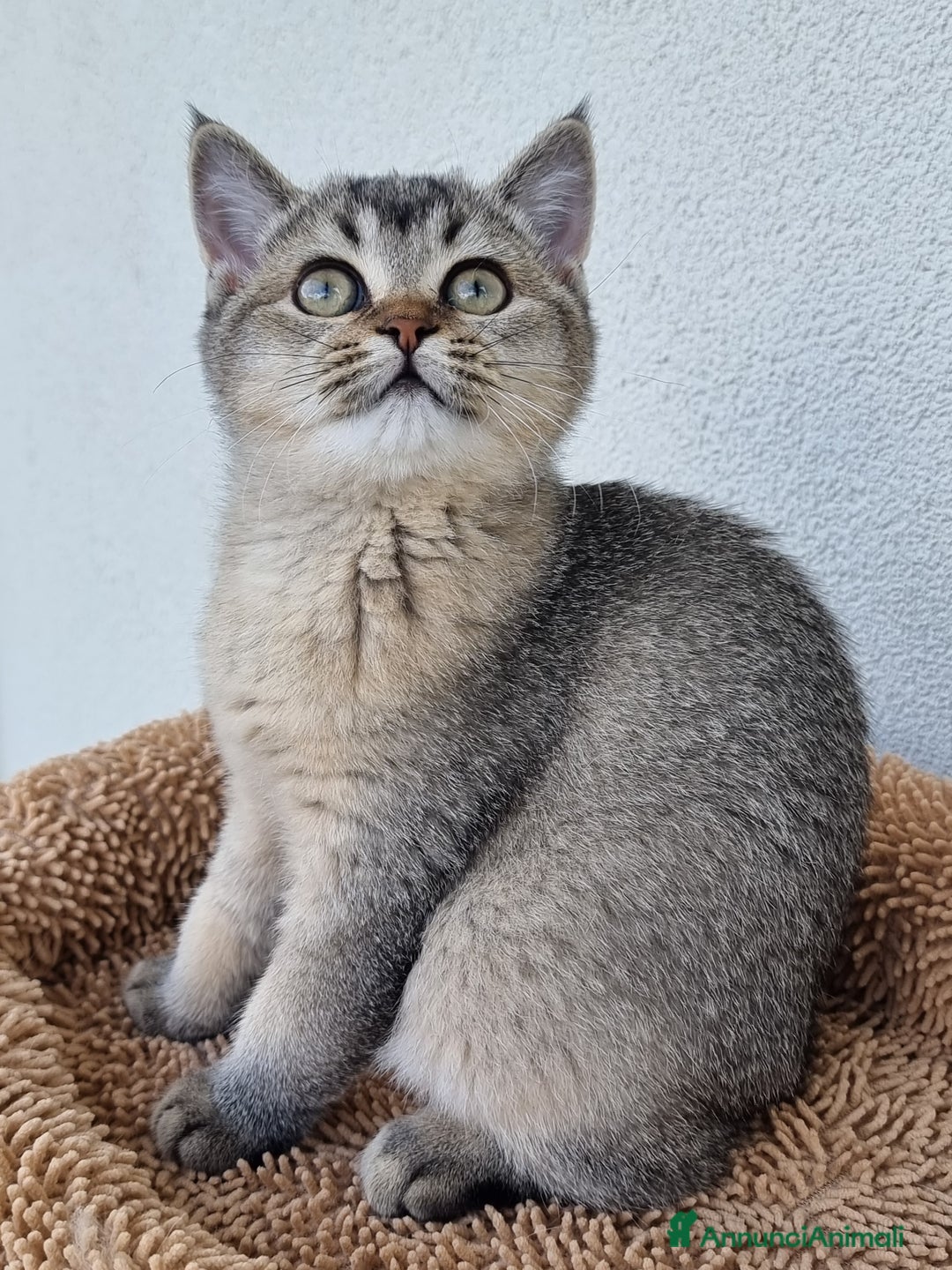 Scottish gatti in vendita: Scottish Straight con Pedigree  - Annuncio 7