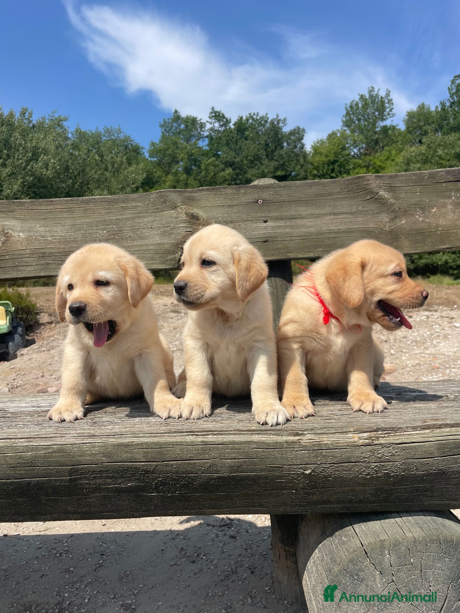 Labrador cani Cuccioli labrador gialli - Annuncio 1
