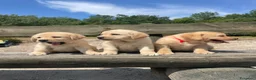 Labrador cani in vendita: Cuccioli labrador gialli - Annuncio 1