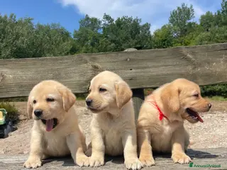 Labrador cani Cuccioli labrador gialli - Annuncio 23