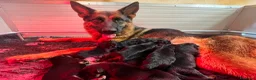 Pastore Tedesco cani in vendita: Cucciolata Pastore Tedesco - Annuncio 1