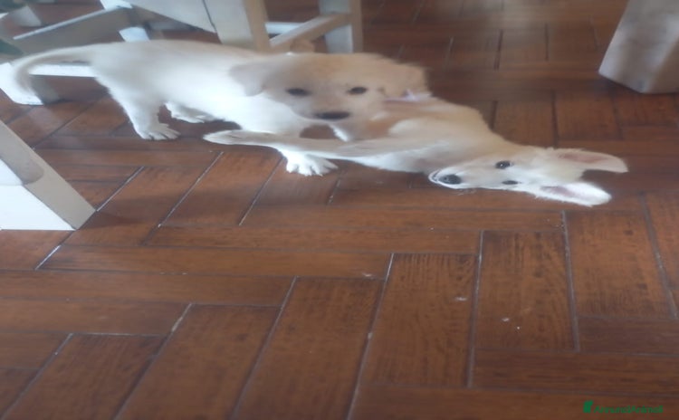 Altre razze cani a Città metropolitana di Roma Capitale - Annuncio 2
