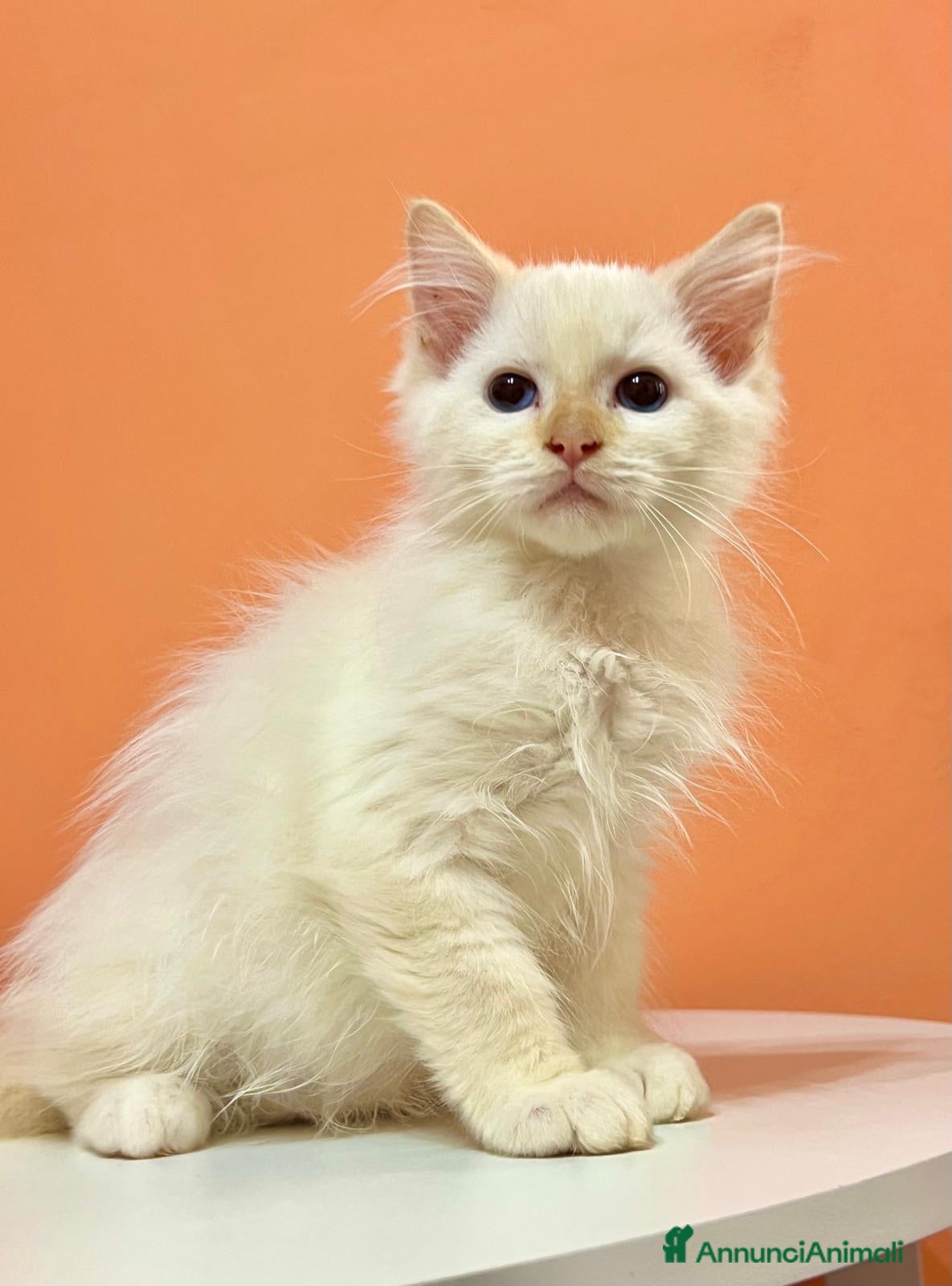 Ragdoll gatti cucciolo ragdoll disponibile  - Annuncio 27