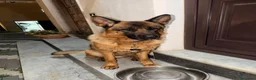 Pastore Tedesco cani per accoppiamento: Accoppiamento Pastore Tedesco - Annuncio 4