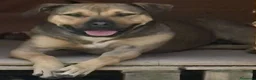 Meticcio cani in regalo: Bobby, semplicemente fantastico - Annuncio 10