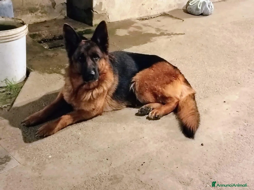 Pastore Tedesco cani in regalo: Cedo femmina adulta di 6 anni - Annuncio 1