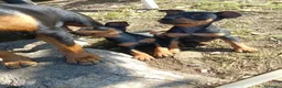 Pinscher Miniatura cani in vendita: Pinscher Nano Femmine - Annuncio 5