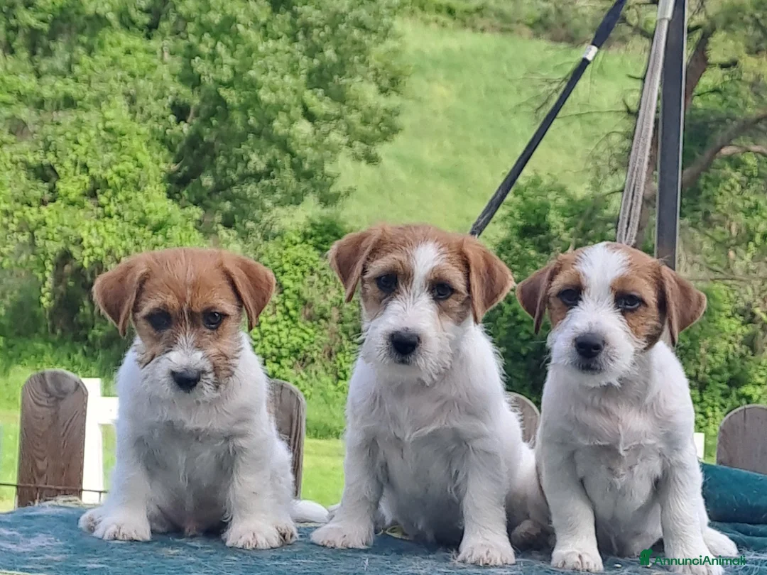 Jack Russell cani in vendita: Cuccioli Jack Russell ruvido - Annuncio 1