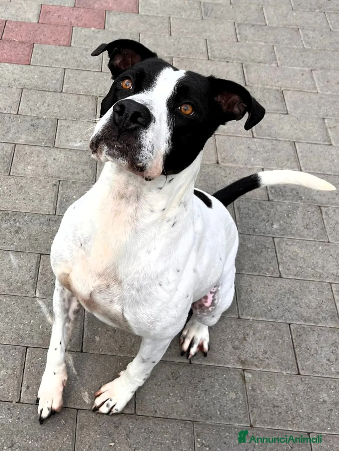Meticcio cani in regalo: BLACK GENTILCANE - Annuncio 2