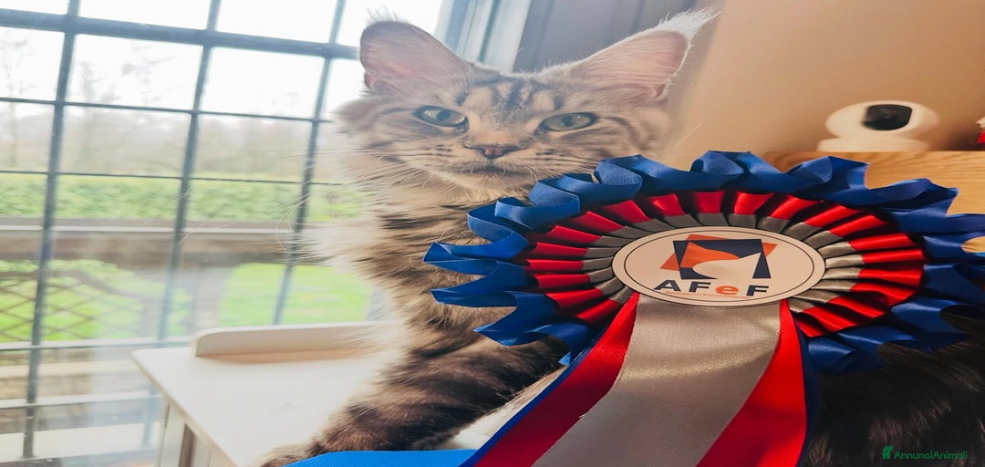 Immagine della galleria {{count}}