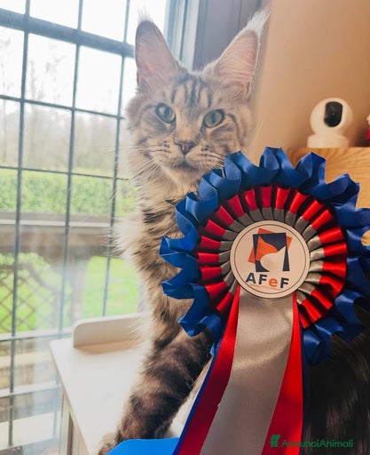 Immagine della galleria {{count}}