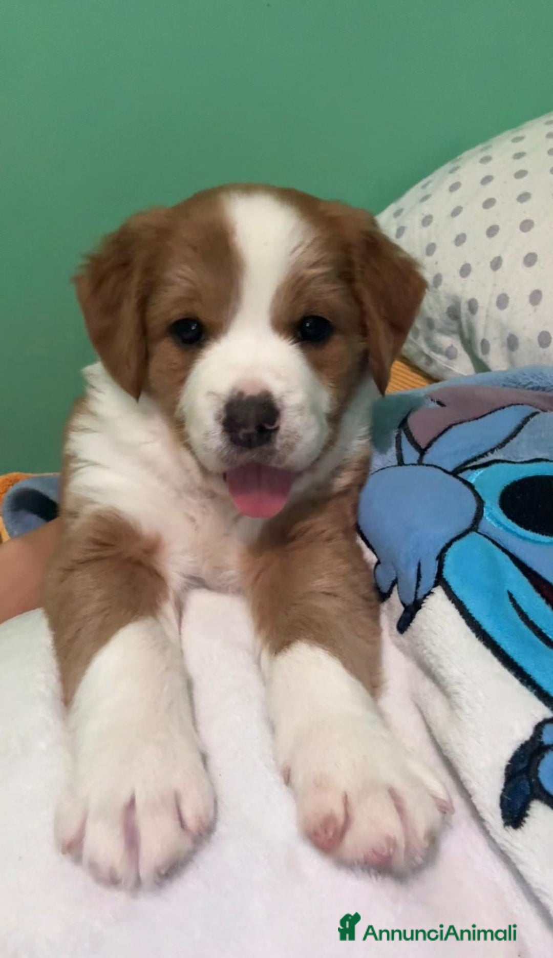 Meticcio gatti in regalo: Regalo - Annuncio 4