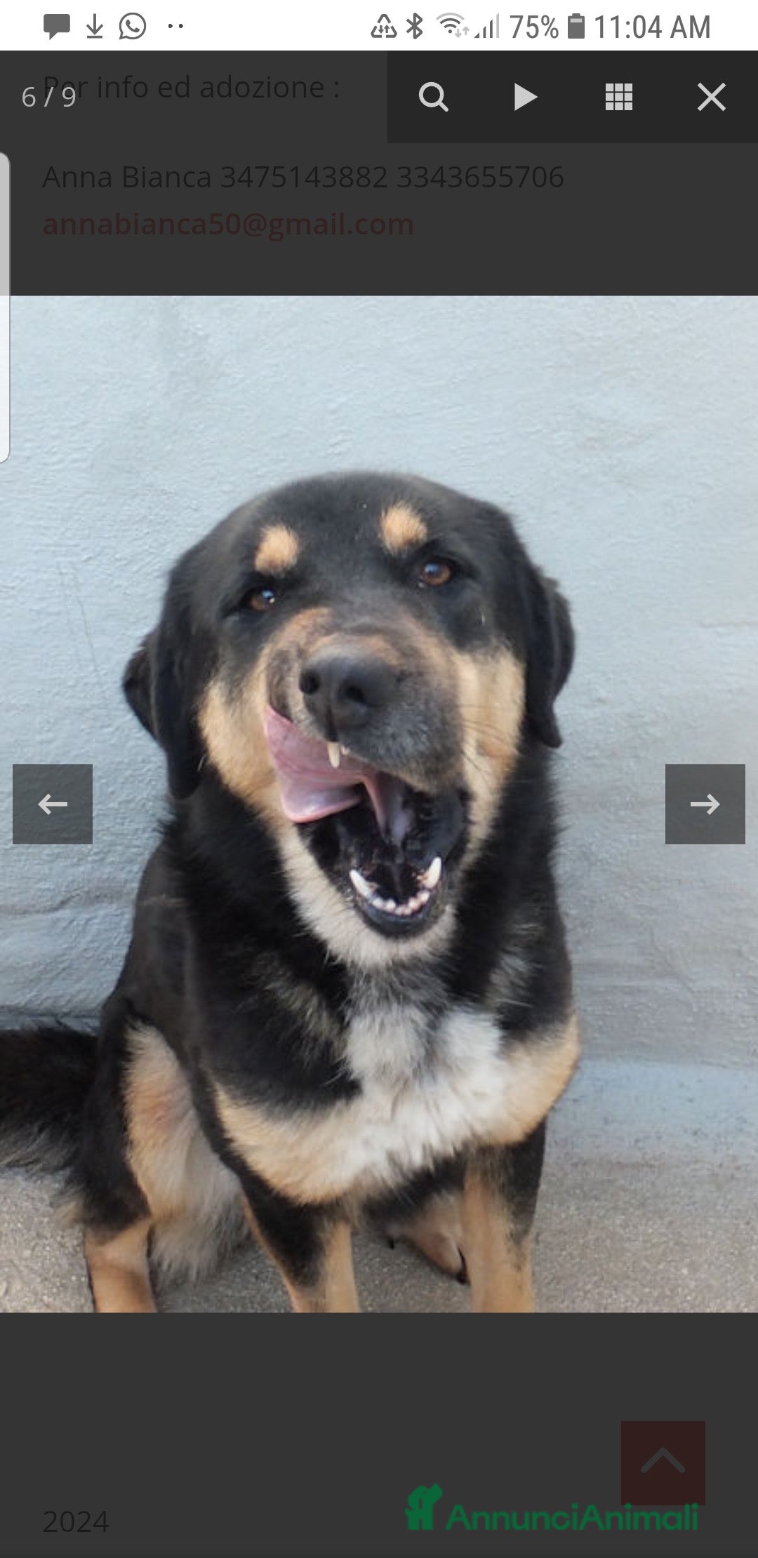 Altre razze cani in regalo: ADOZIONE DEL CUORE PER AFRICA, chiusa in box - Annuncio 2